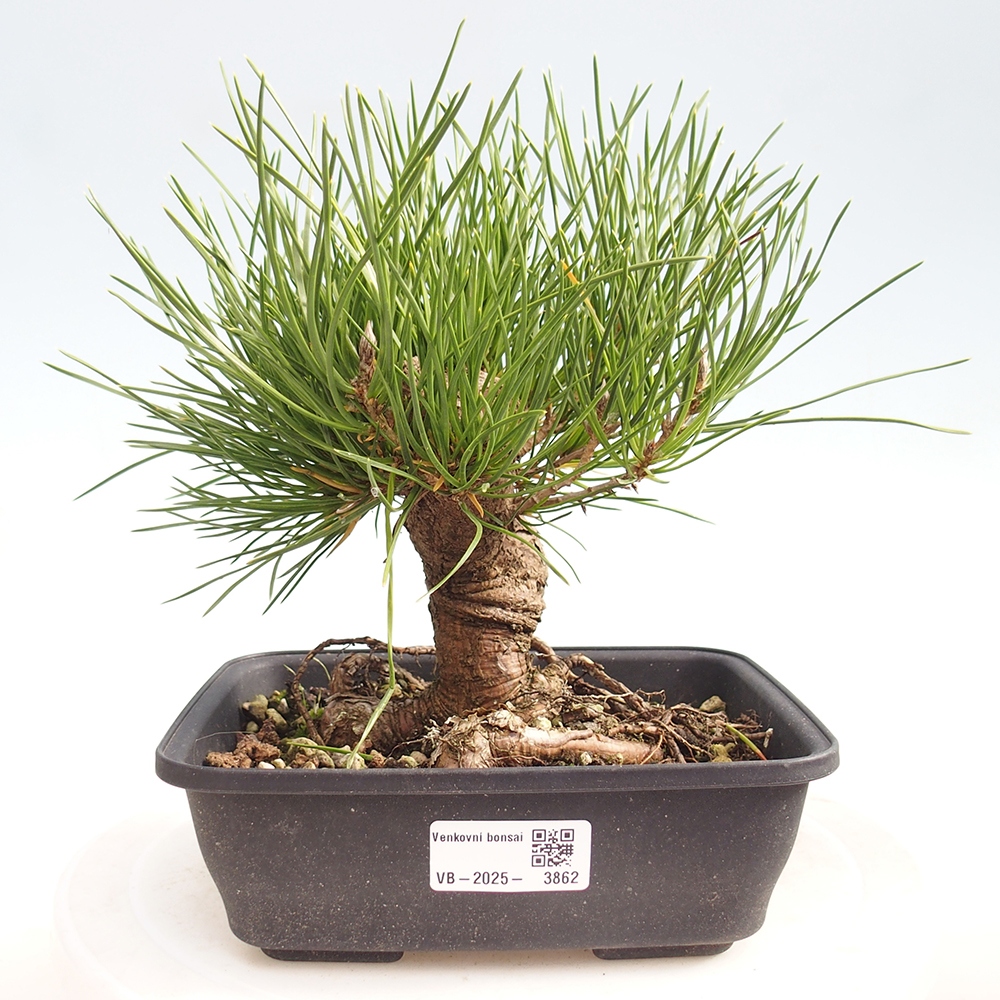 Bonsai da esterno - Pinus thunbergii - Pino di Thunberg