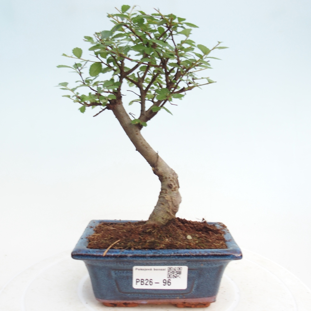 Camera bonsai - Ulmus parvifolia - Olmo a foglie piccole