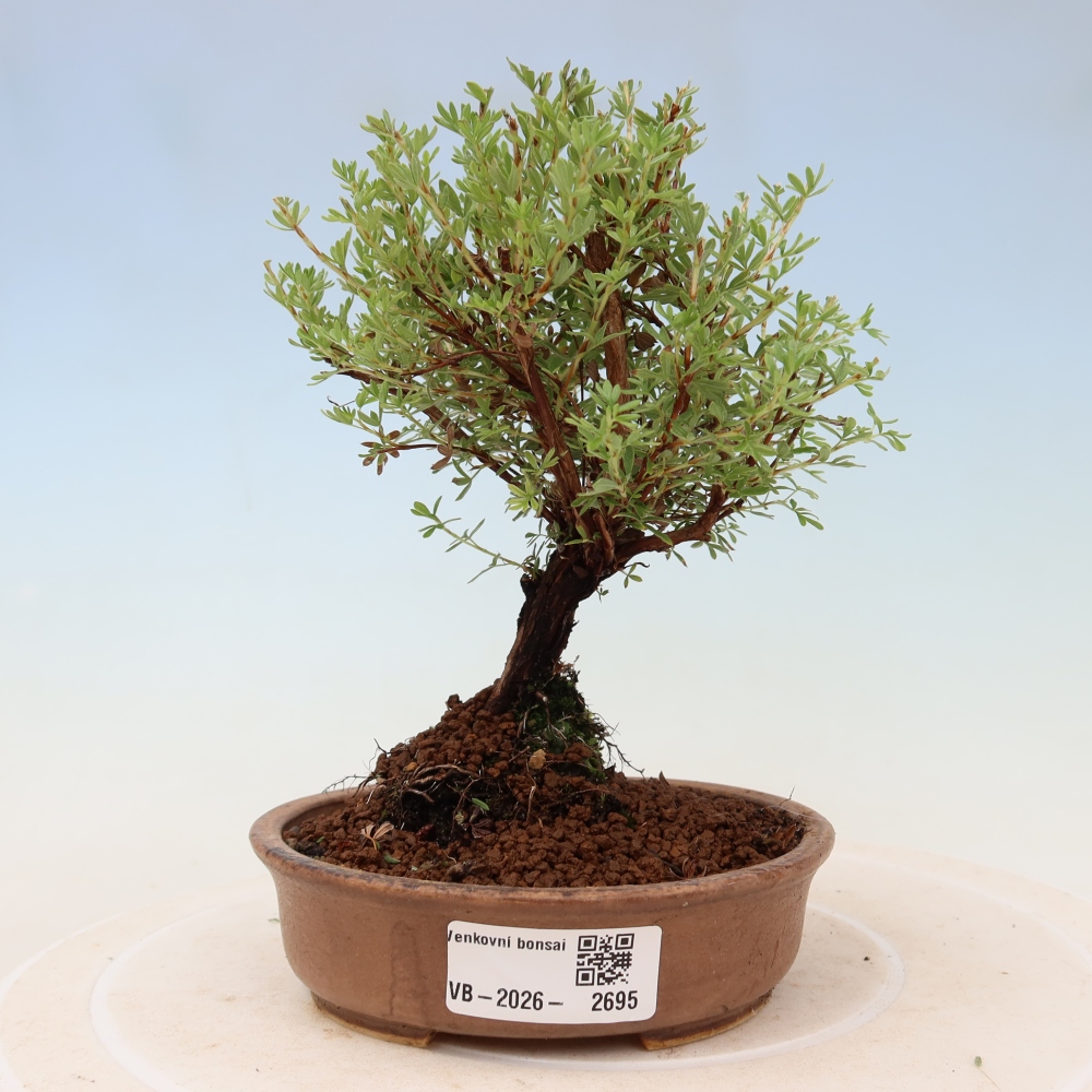 Bonsai da esterno - Potentilla fruticosa - Goldkissen