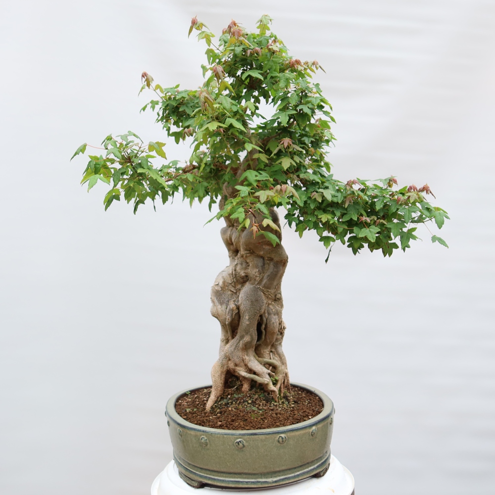 Bonsai da esterno - Acero Burger - Acer Burgerianum