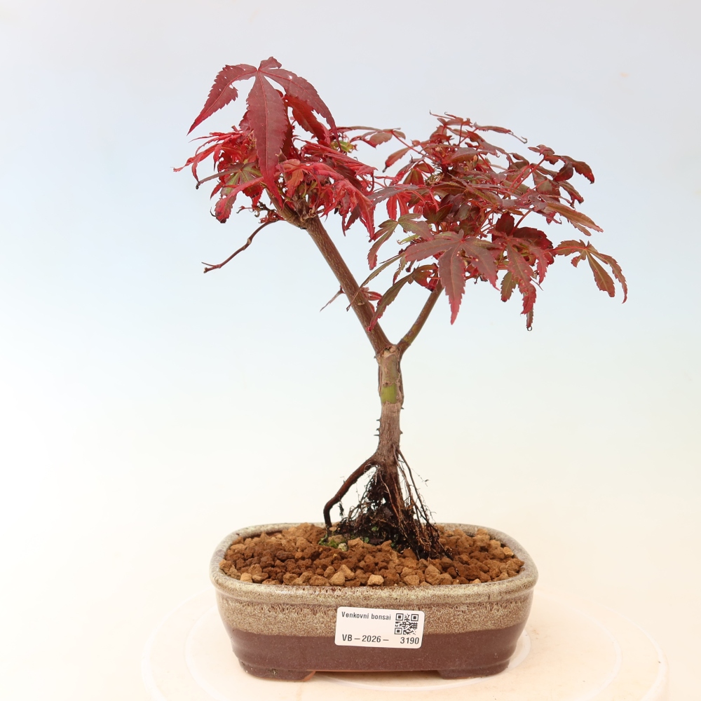 Bonsai da esterno - Acero palmatum - Acer palmatum Berry Broom 