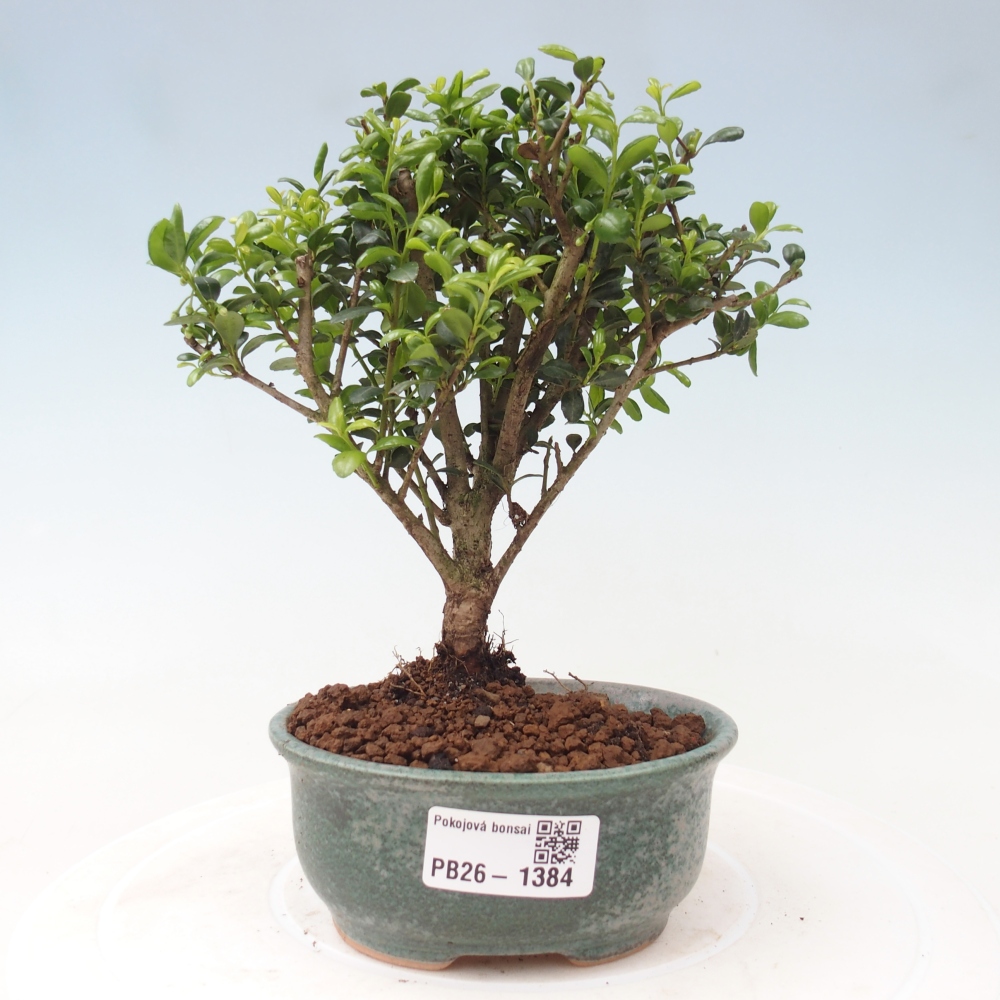 Camera bonsai - Ilex crenata - Agrifoglio