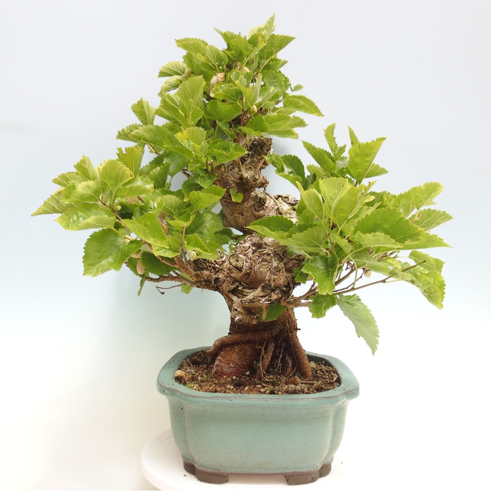Bonsai da esterno -Morus alba - gelso