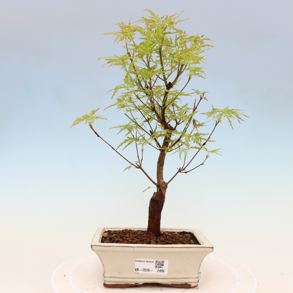 Bonsai da esterno - Acer palmatum Dissectum