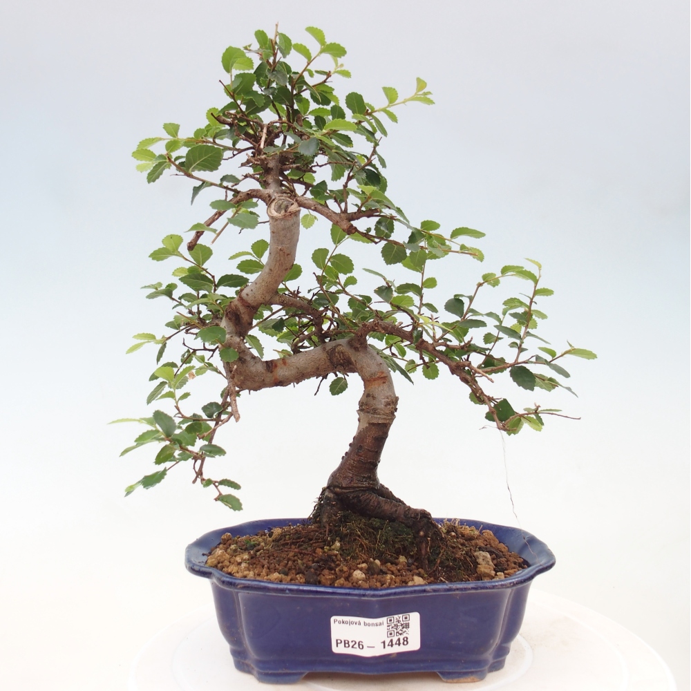 Camera bonsai - Ulmus parvifolia - Olmo a foglie piccole
