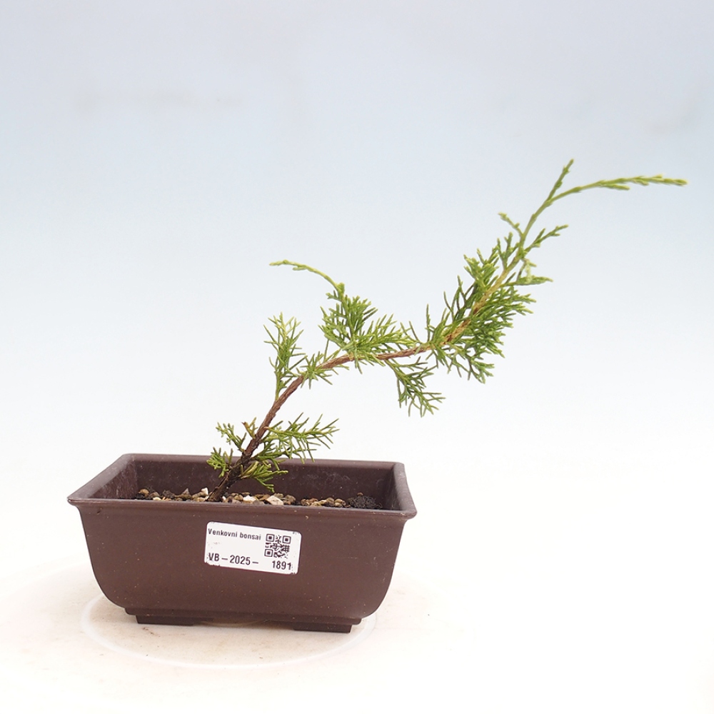 Bonsai da esterno - Juniperus chinensis Itoigawa