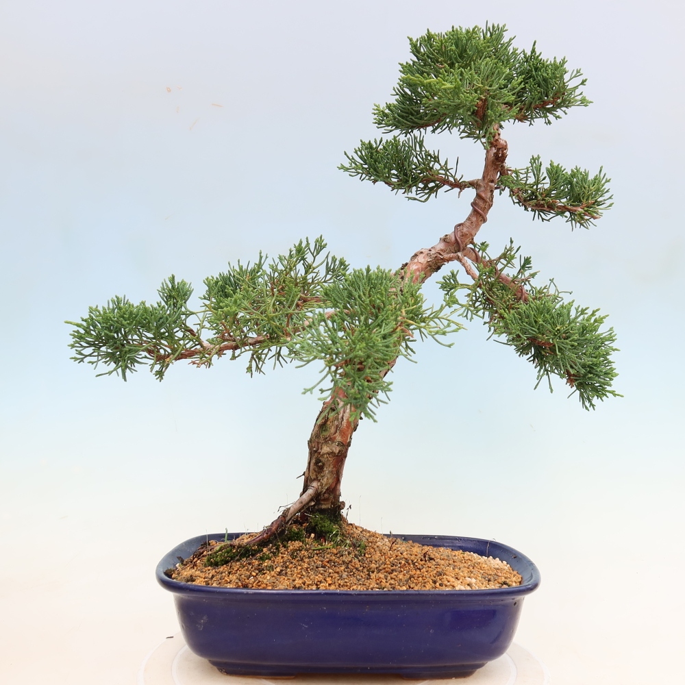 Bonsai da esterno - Juniperus chinensis Kishu