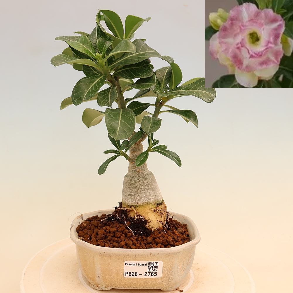 Bonsai da interno - Adenium obesum innestato V.F.S.412  - Rosa del deserto