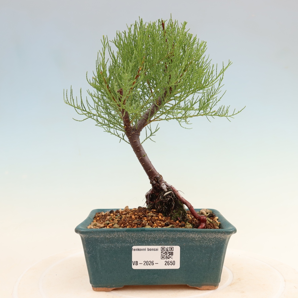 Bonsai da esterno - Tamarisco - Tamarix