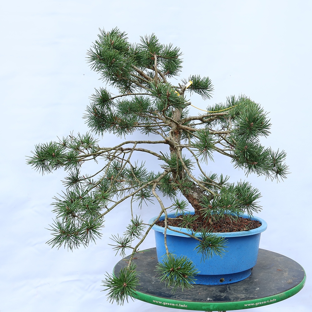 Pinus sylvestris Spagna - pino silvestre