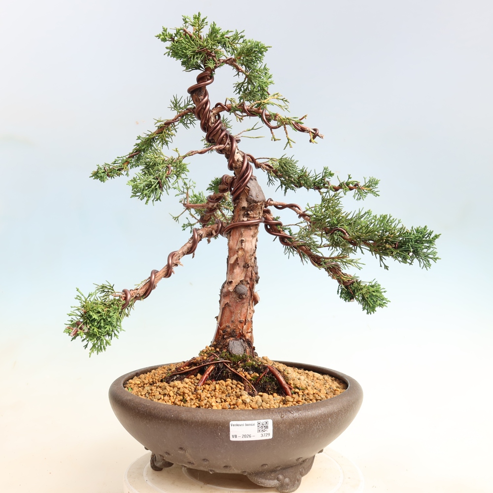 Bonsai da esterno - Juniperus chinensis Kishu