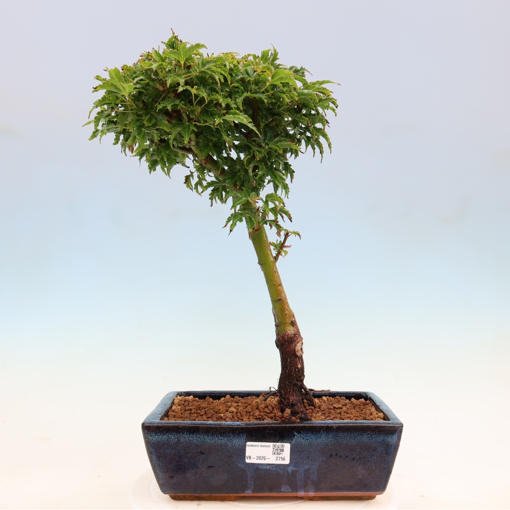 Bonsai da esterno -Palma di Giava Acer palmatum Shishigashira