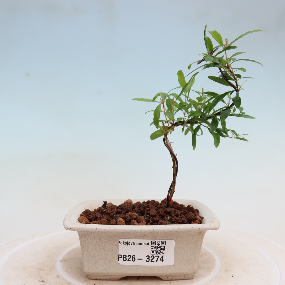 Camera bonsai-PUNICA granatum nana-Mela granata