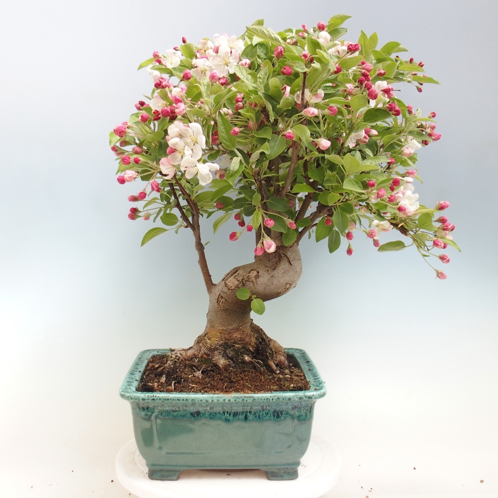 Bonsai da esterno -Malus halliana - Melo a frutto piccolo
