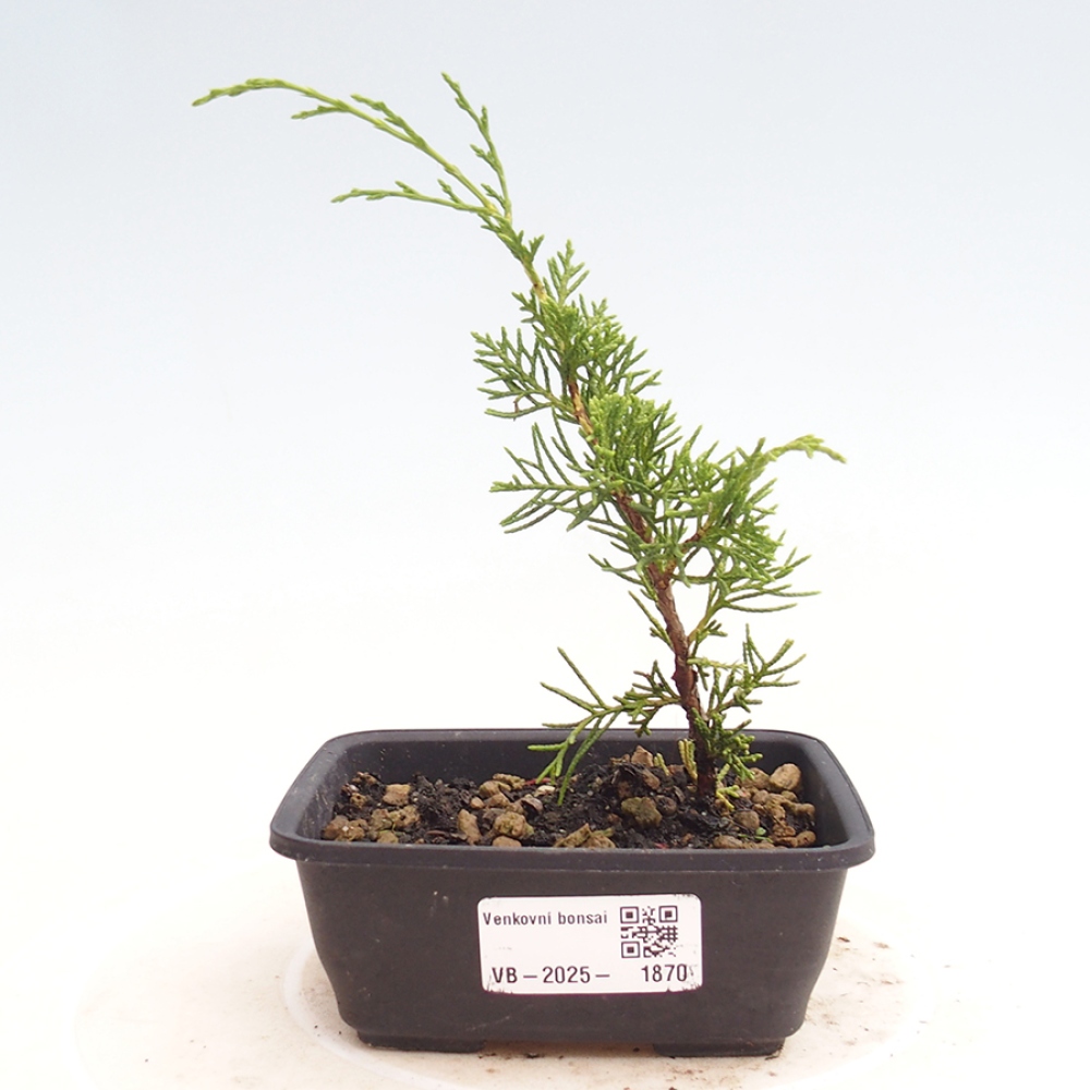 Bonsai da esterno - Juniperus chinensis Itoigawa