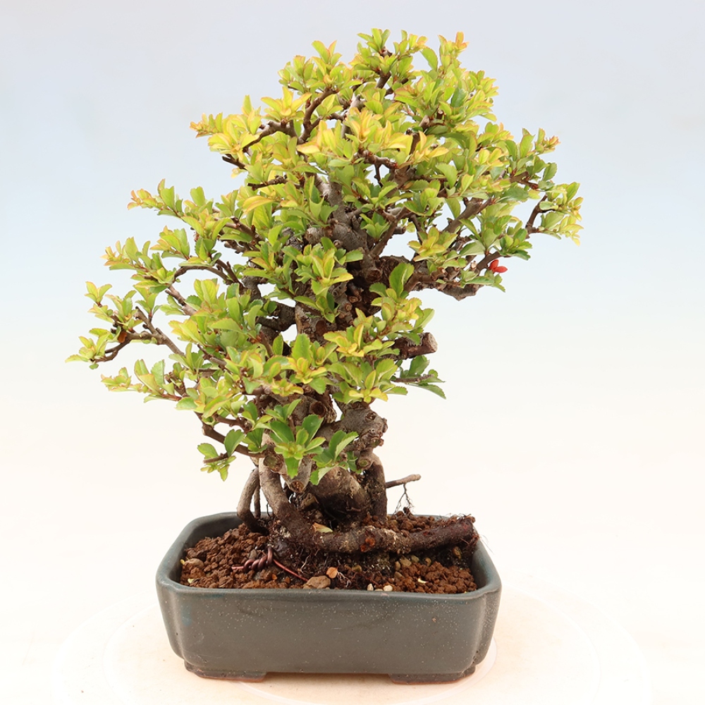 Bonsai da esterno - Chaneomeles speciosa Chojubai