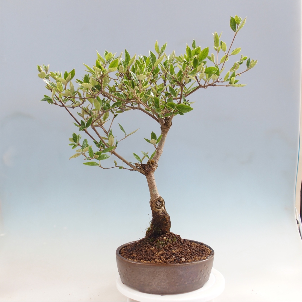 Bonsai da esterno - Kalina Bodnanská - Viburum carlesii hemsi