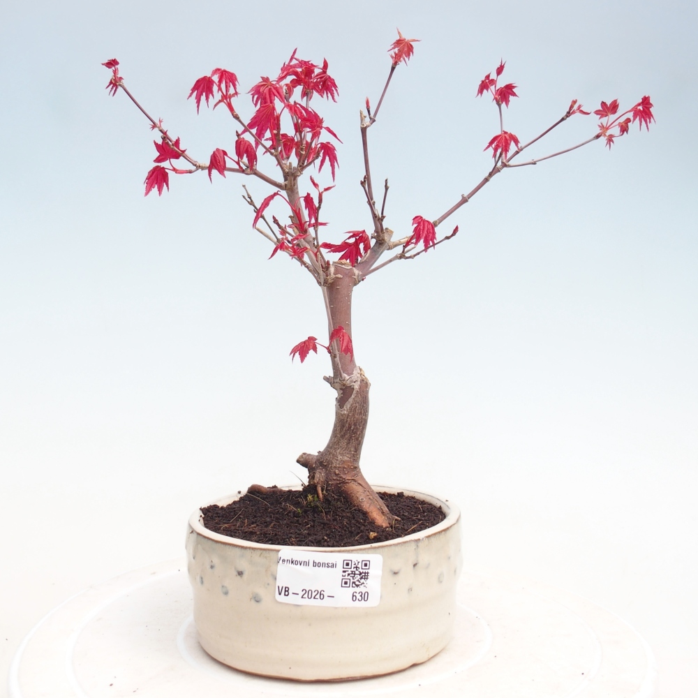 Bonsai da esterno - Acer palmatum DESHOJO