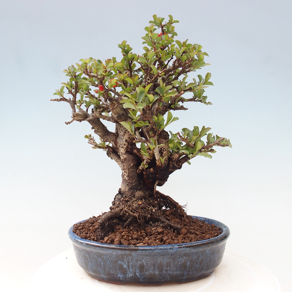 Bonsai da esterno - Chaneomeles speciosa - Cotogno