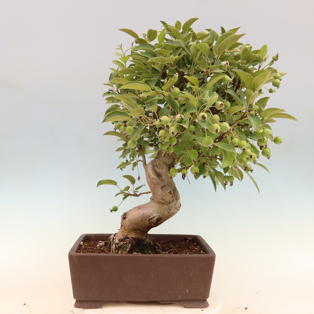 Bonsai da esterno -Malus halliana - Melo a frutto piccolo