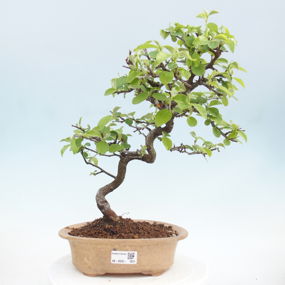 Bonsai da esterno - Chaneomeles chinensis