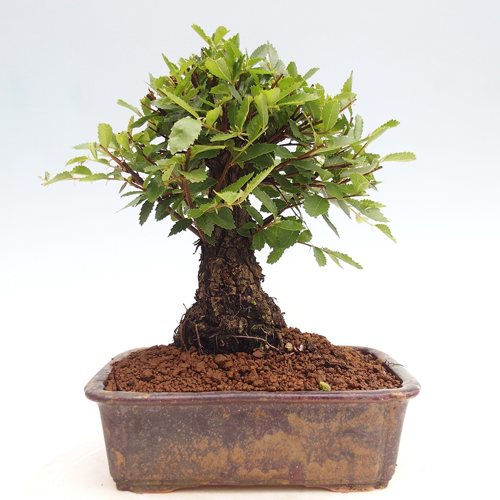 Bonsai da esterno - Zelkova - Zelkova NIRE