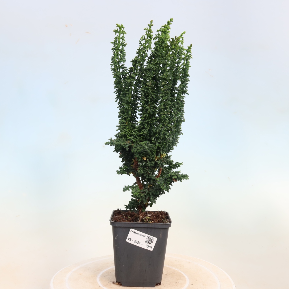 Bonsai da esterno - Cham. obtusa SEKKA HINOKI - Cipresso