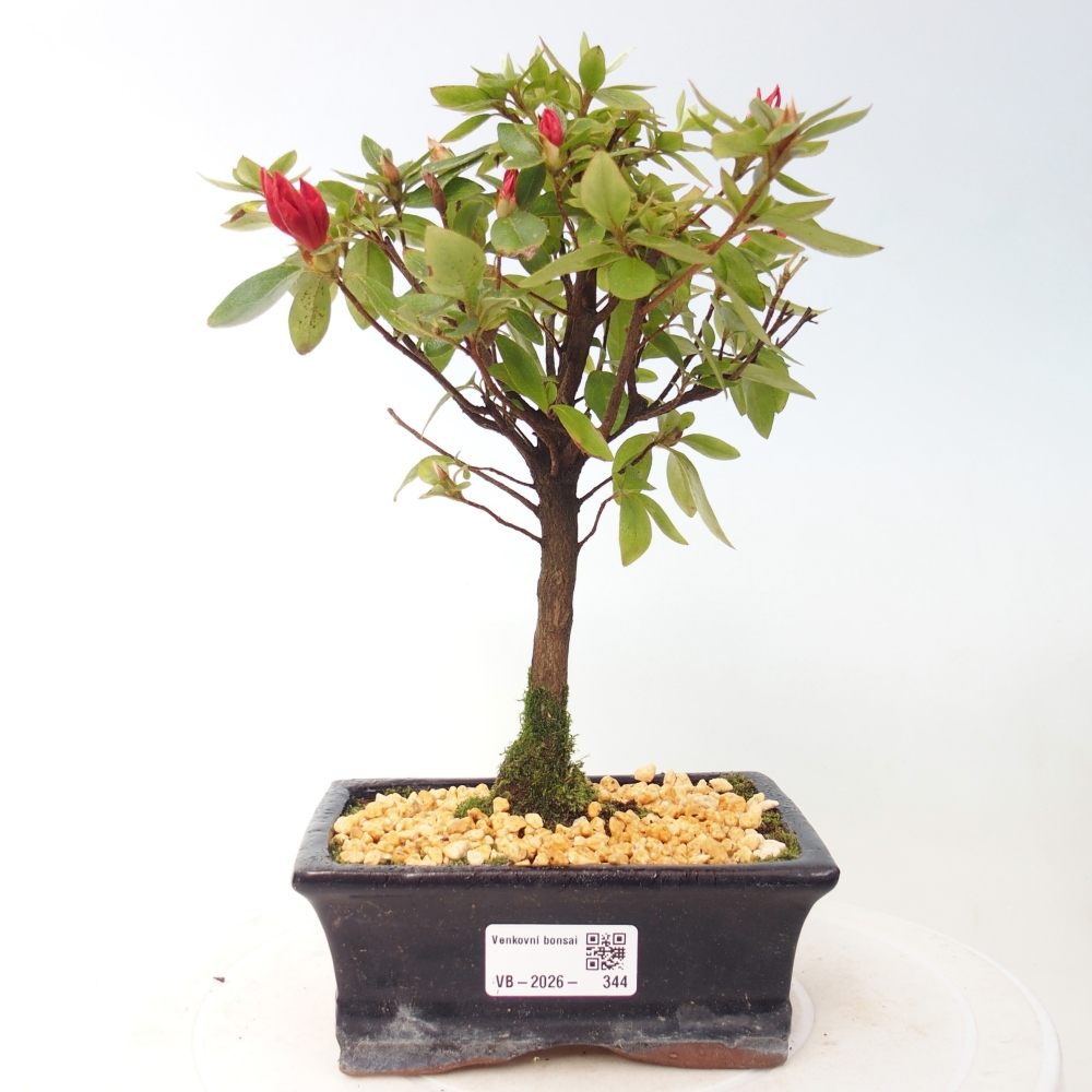 Bonsai da esterno - Azalea giapponese - Azalea sp.