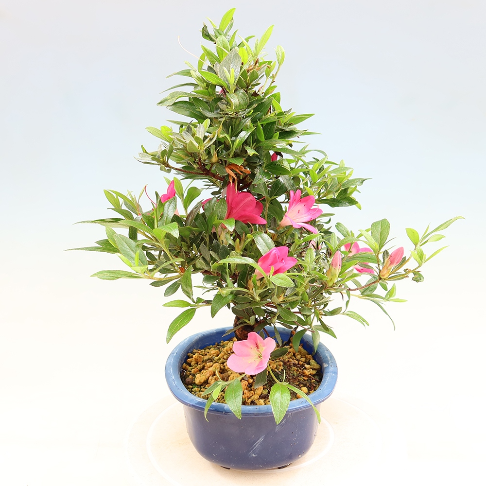 Bonsai da esterno - Azalea giapponese - Azalea Reiko