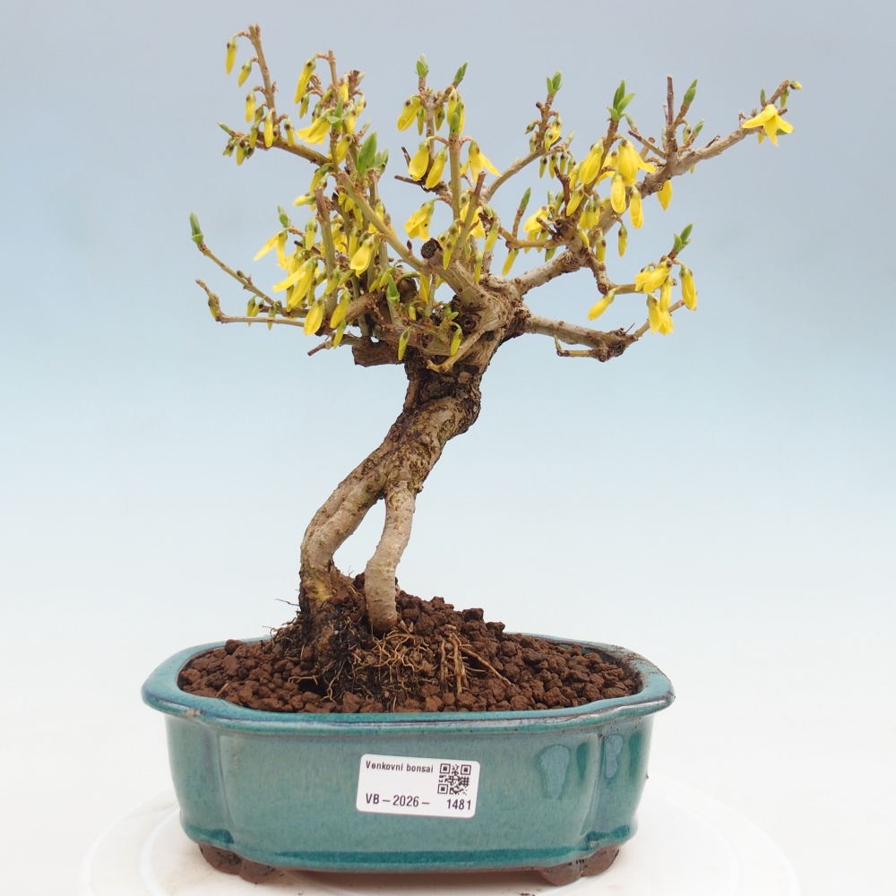 Bonsai da esterno - Zlatice - Forsythia koreana