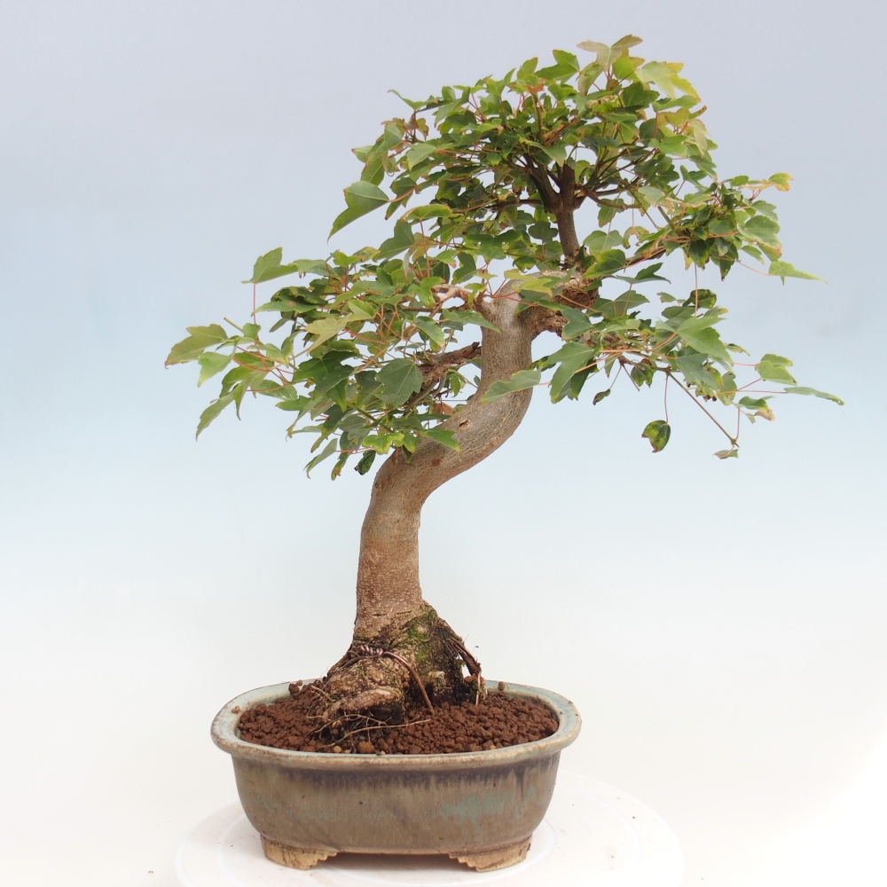 Bonsai da esterno - Acer Buergerianum - Acero di Burger