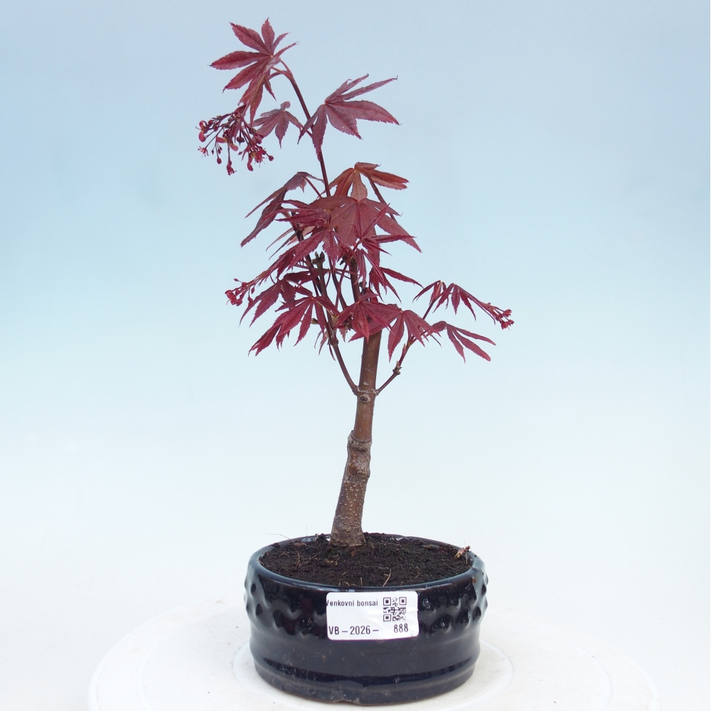 Bonsai da esterno - Palma Acer. Atropurpureum-Javor palmate