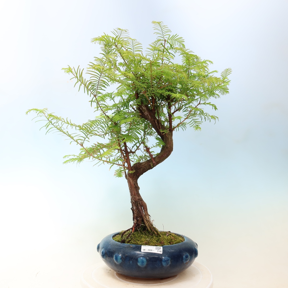 Bonsai da esterno - Metasequoia glyptostroboides - Metasequoia cinese