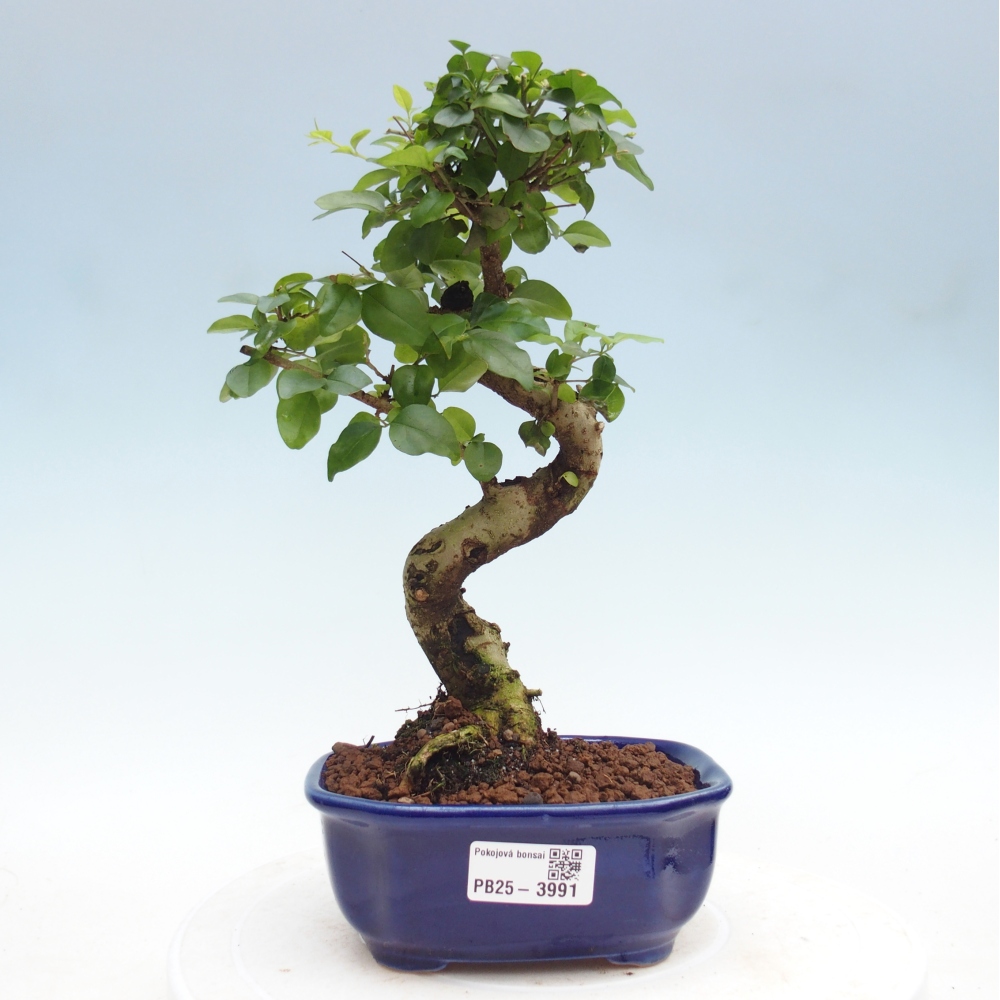 Camera bonsai -Ligustrum chinensis - Becco d'uccello