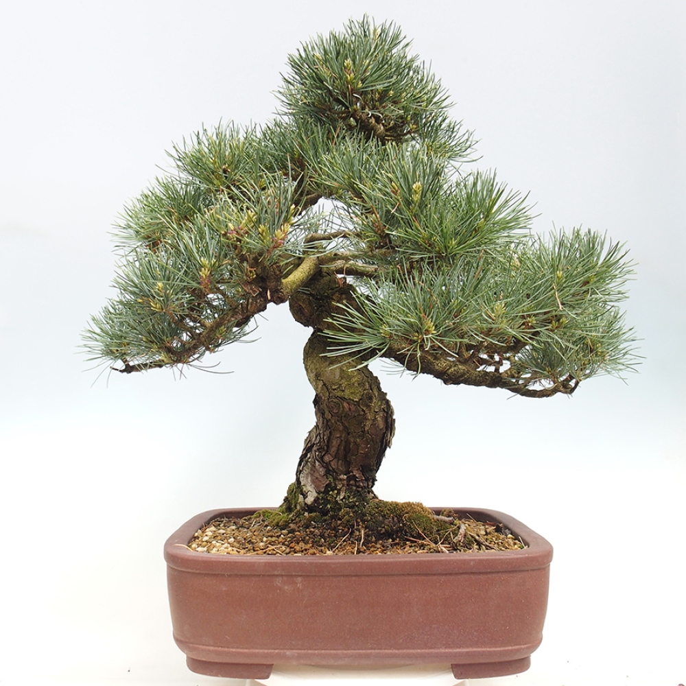 Bonsai da esterno - Pinus parviflora - Pinus parviflora