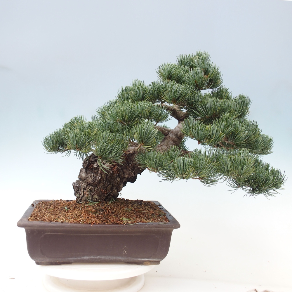 Bonsai da esterno - Pinus parviflora - Pinus parviflora