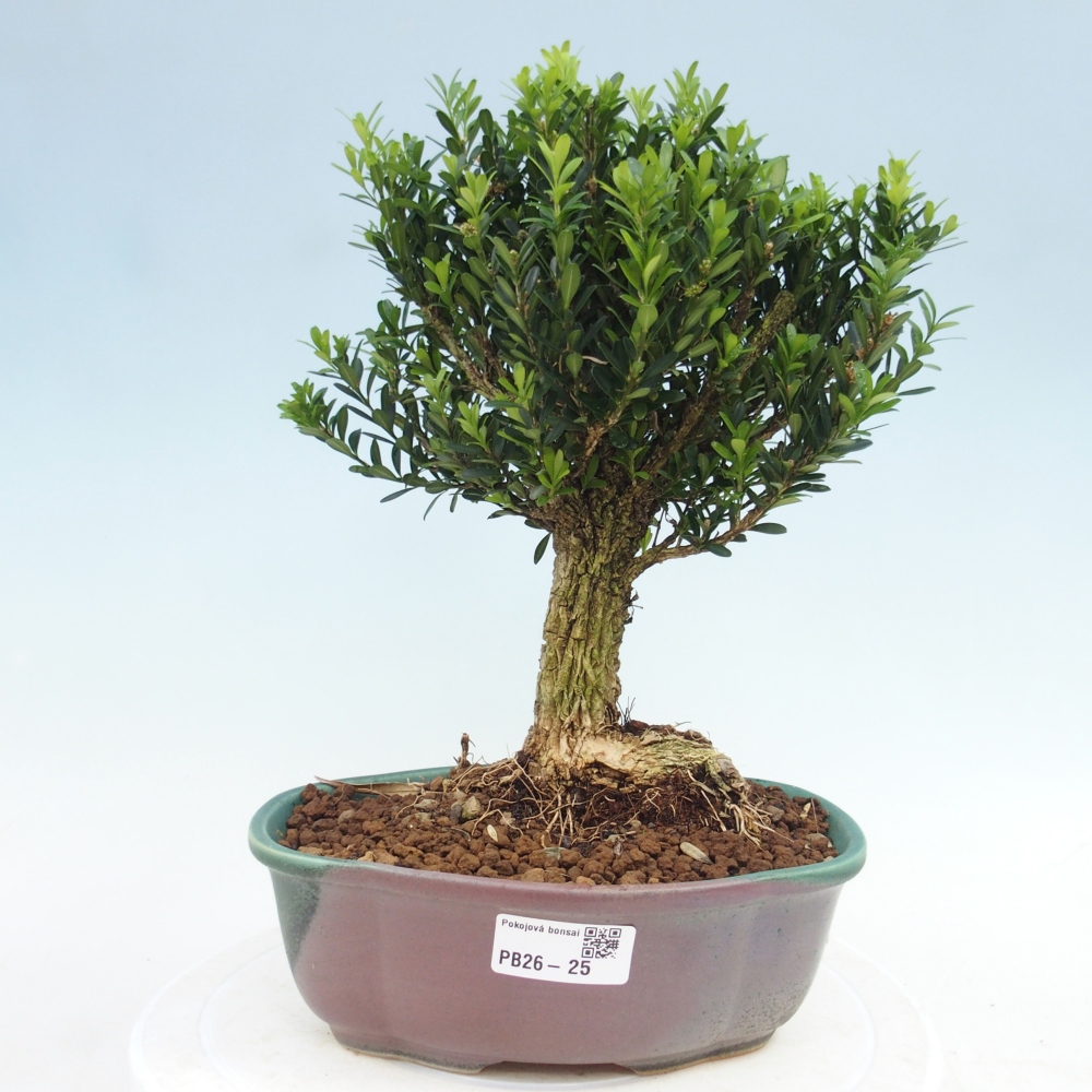 Camera bonsai - Buxus harlandii - buxus da sughero