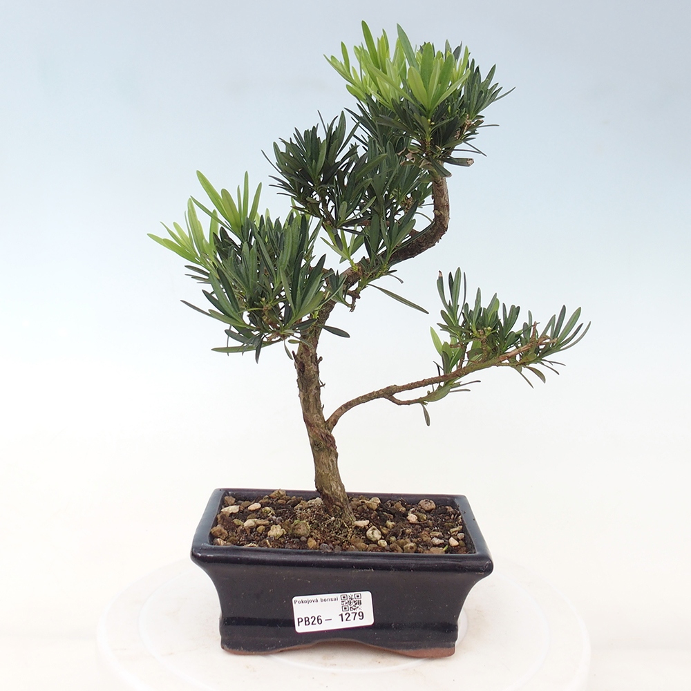 Camera bonsai - Podocarpus - Tasso delle pietre