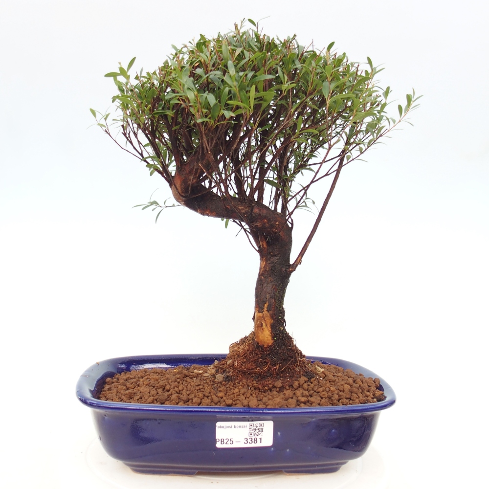 Camera bonsai - Syzygium - Pimento