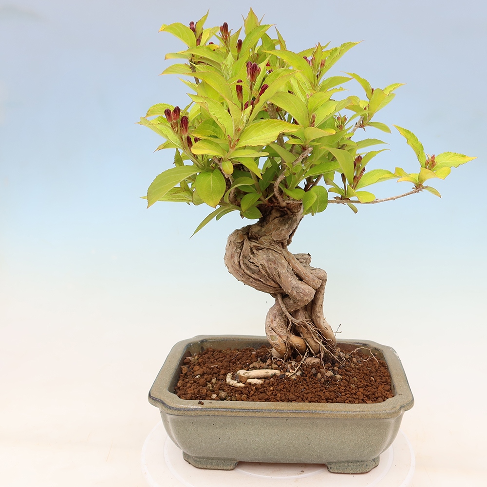 Bonsai da esterno - Weigela subsessilis - Weigela coreana