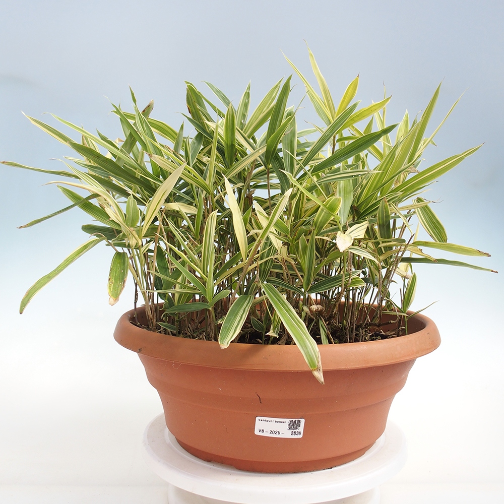 Bonsai da esterno - Sasaella masamuneana Albostriata - Bambù