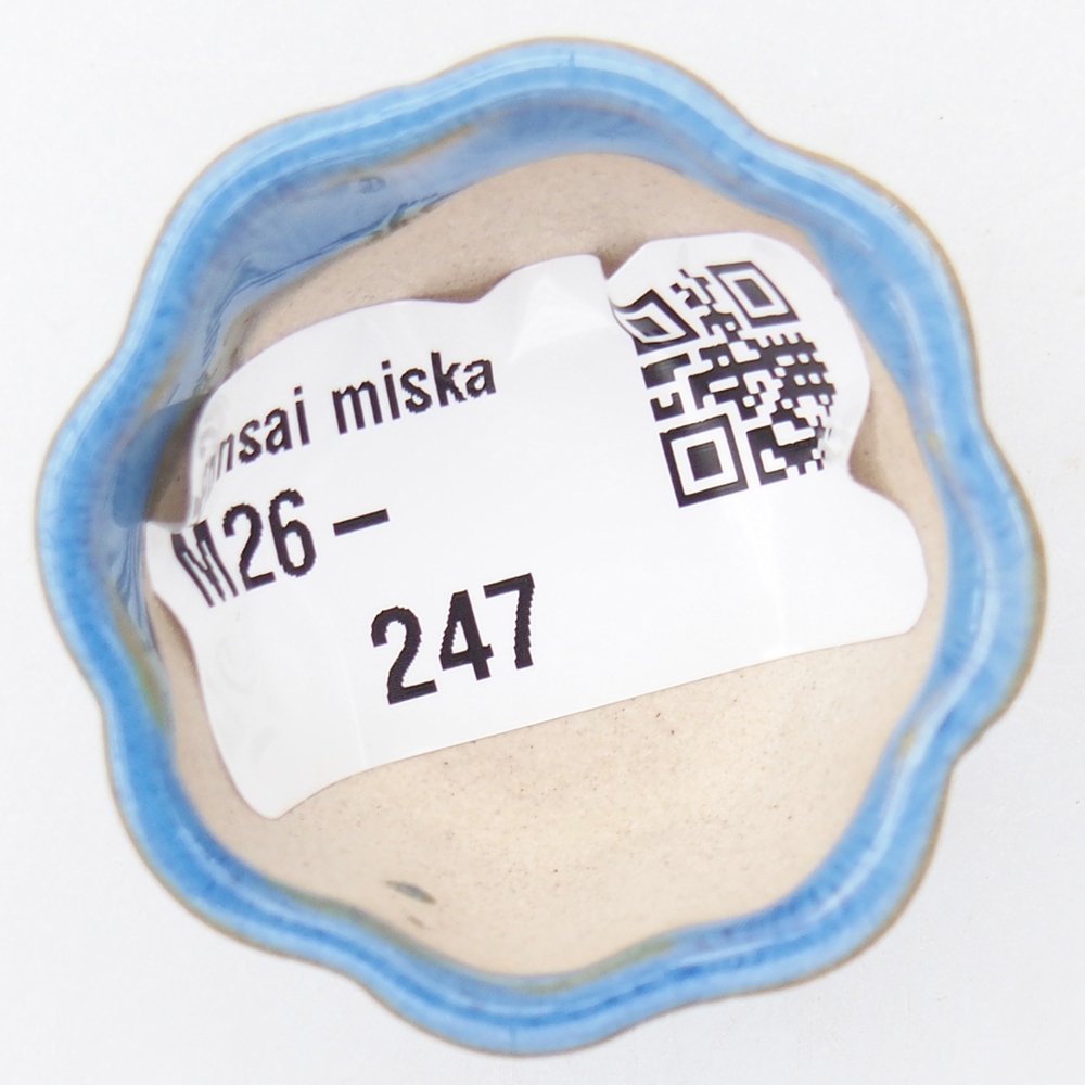 Mini bonsai 4 x 4 x 2 cm, blu