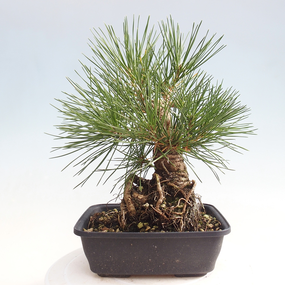 Bonsai da esterno - Pinus thunbergii - Pino di Thunberg