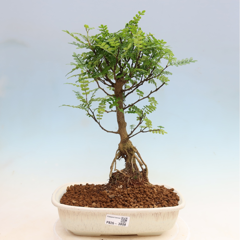 Camera bonsai - Zantoxylum piperitum - albero del pepe