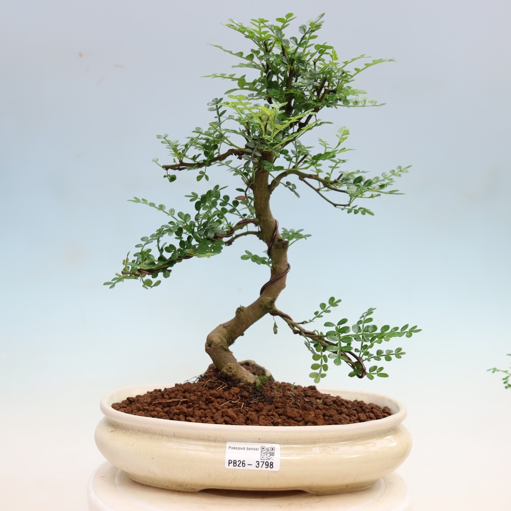 Camera bonsai - Zantoxylum piperitum - albero del pepe