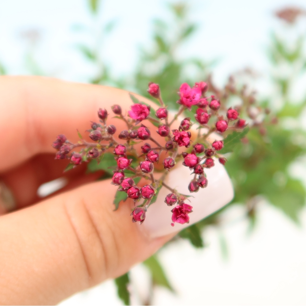 Bonsai da esterno - Spirea giapponese - Spirea japonica Anthony Waterer