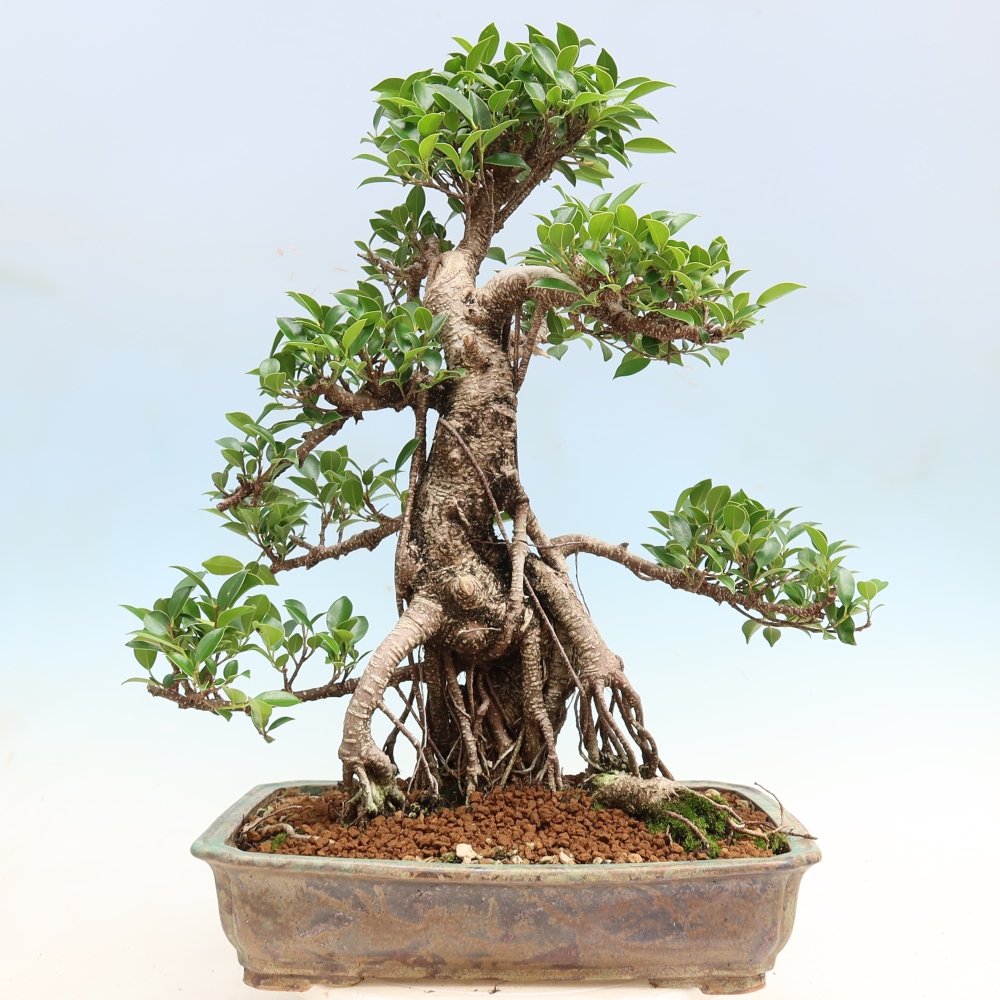 Camera bonsai - Ficus kimmen - ficus a foglie piccole