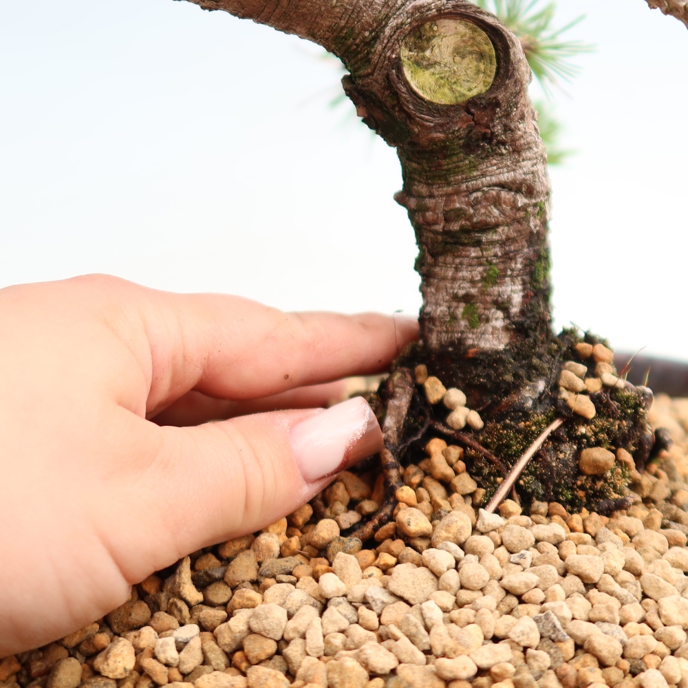 Bonsai da esterno - Pinus mugo Humpy  - Pino mugo