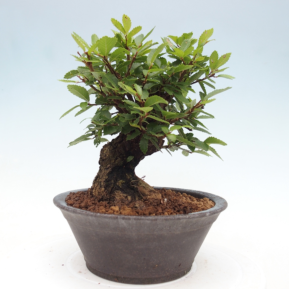 Bonsai da esterno - Zelkova - Zelkova NIRE
