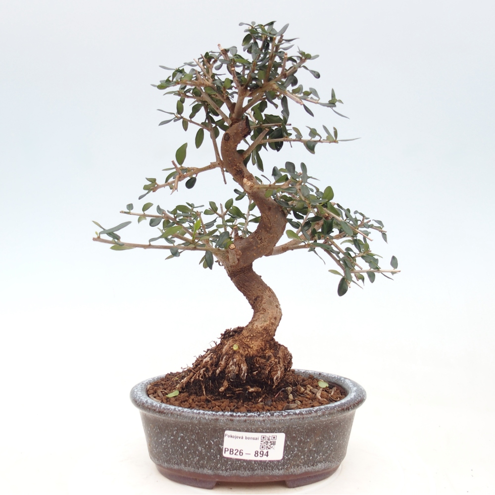 Bonsai da interno - Olea europaea sylvestris
